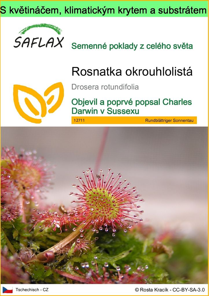 SAFLAX Garden to go - Rosnatka okrouhlolistá - Drosera Obrázek produktu 