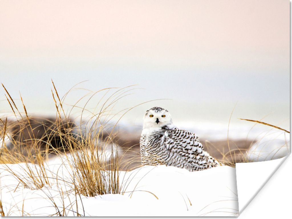 MuchoWow Poster Eule - Schnee - Camouflage 160x120 cm - Foto Plakat