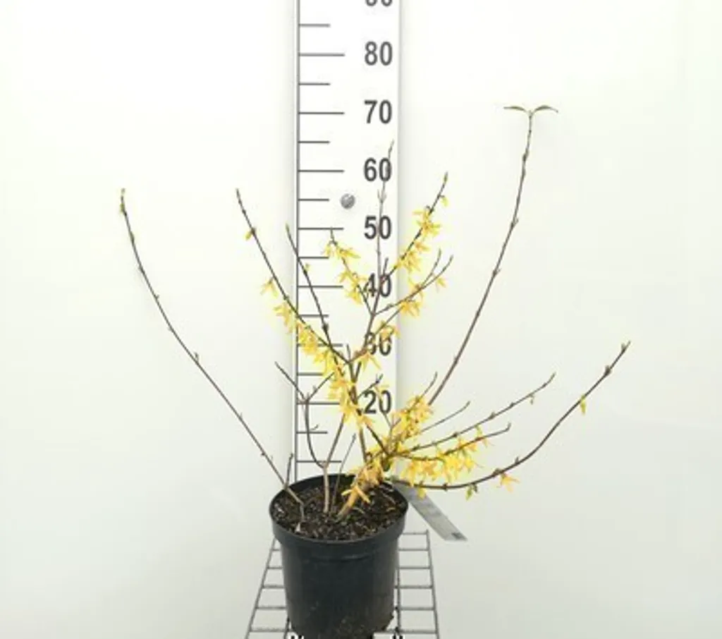 Arbuste à Fleurs Jaunes Glycine Dorée 50-60 cm pour Haie de Printemps