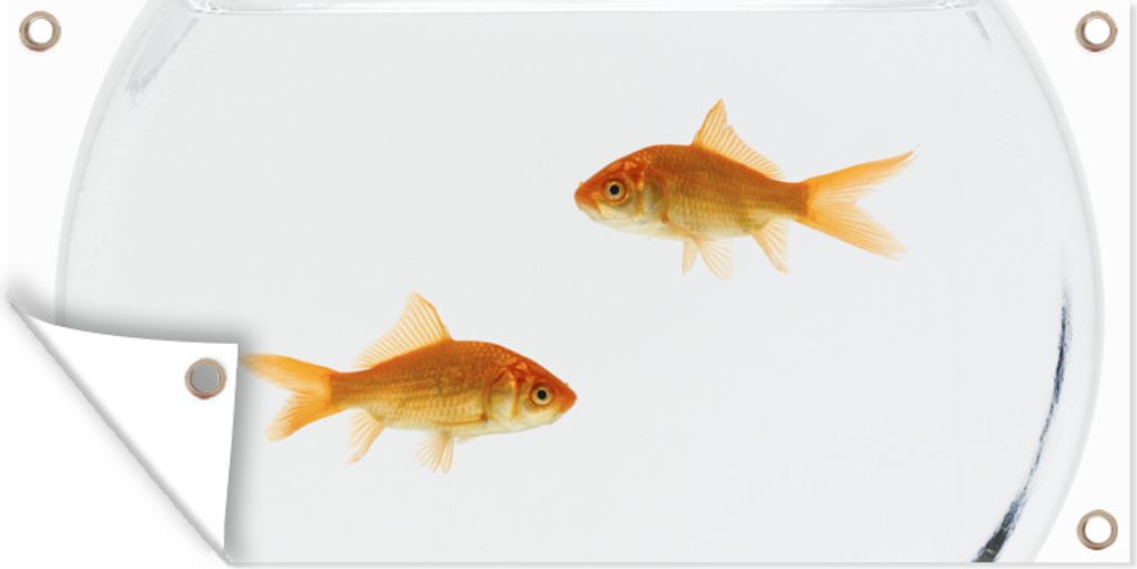 MuchoWow 80x40 cm Outdoor-Poster Gartendeko Sichtschutz Garten Poster für den Garten Goldfisch - Fischglas - Weiß