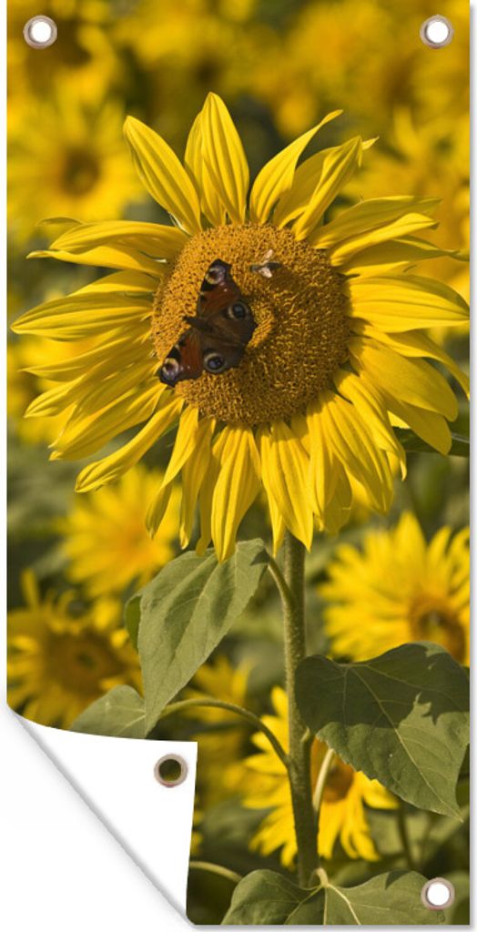 MuchoWow 30x60 cm Outdoor-Poster Gartendeko Sichtschutz Garten Poster für den Garten Tagpfauenauge Schmetterling auf einer Sonnenblume