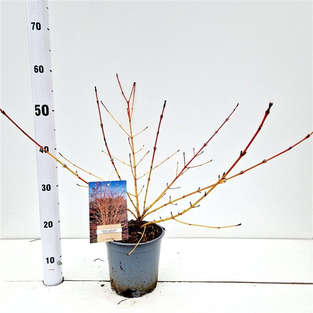 Cornus sang. 'Winter Beauty' - Hartriegel | 30-40 cm im Topf
