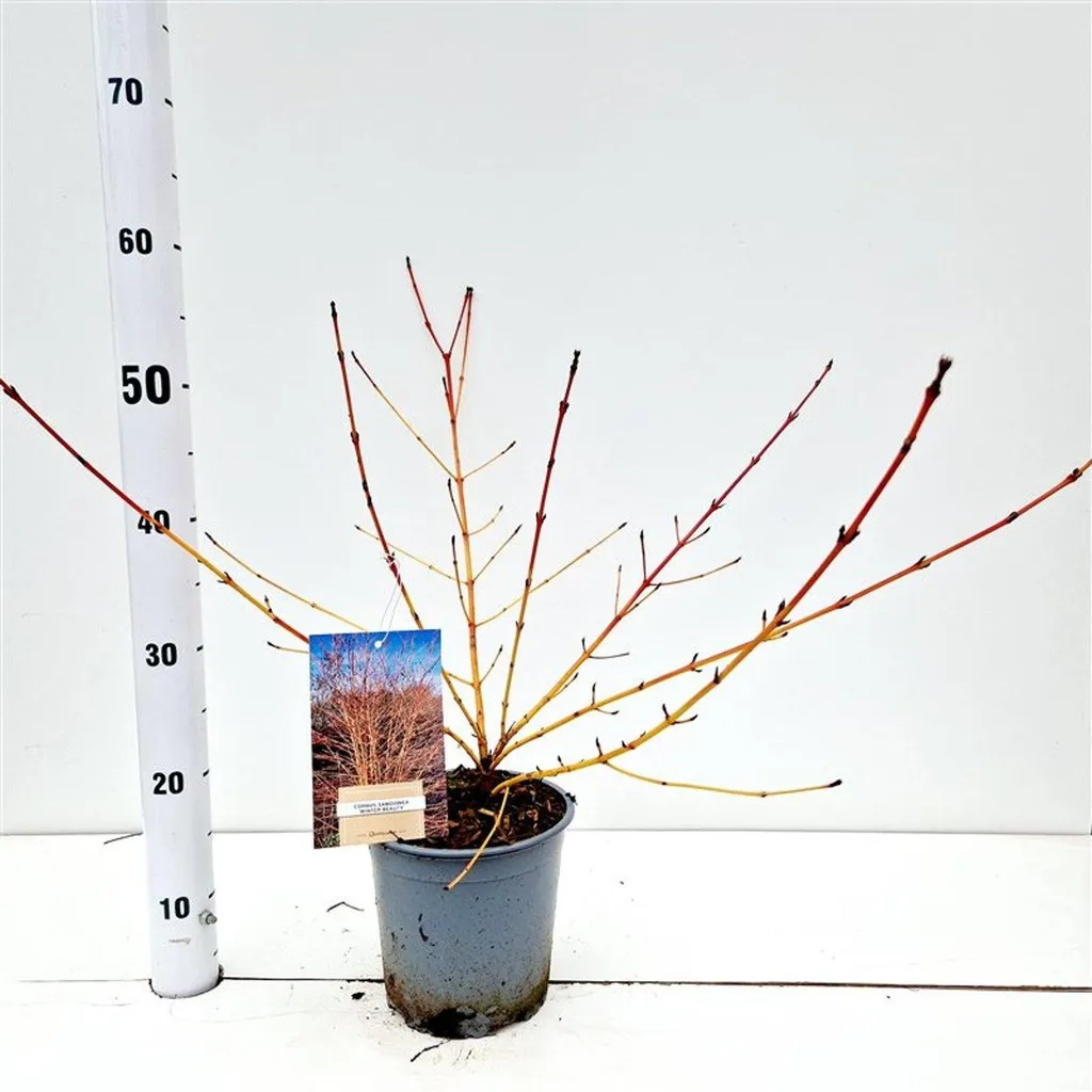 Cornouiller Winter Beauty : Arbuste 30-40cm pour haie colorée en hiver