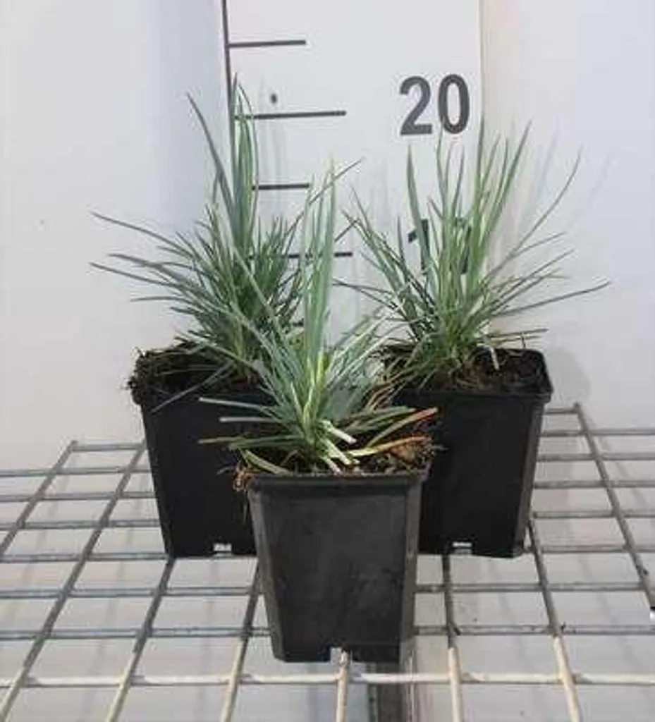 6 Dianthus Pink Doris - Oeillet parfumé en pot 9x9 cm pour jardin