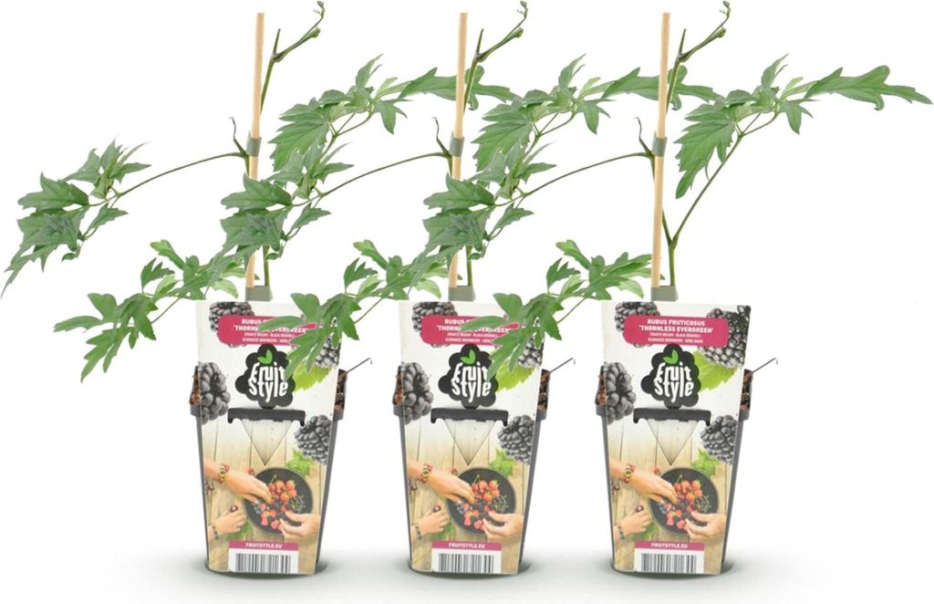 GreenboutiQ - Obstpflanzen - Immergrüne Brombeere - Rubus Produktbild 