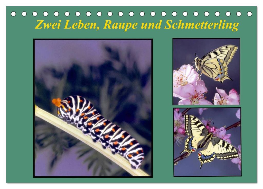 Zwei Leben, Raupe und Schmetterling (Tischkalender 2027 DIN A5 quer), CALVENDO Monatskalender