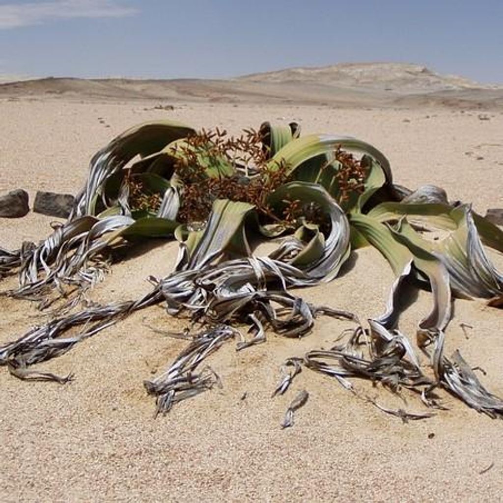 Welwitschia (Welwitschia mirabilis)  - 2 Samen Produktbild 
