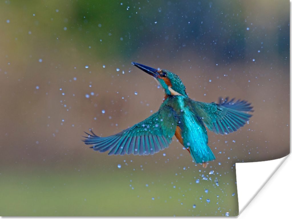 MuchoWow Poster Eisvogel - Fliegen - Blau 120x90 cm - Wandbild