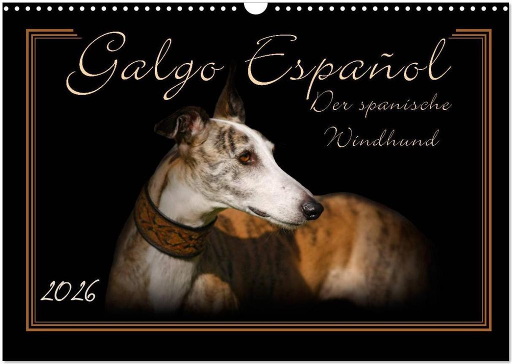 Galgo Español 2026- Der spanische Windhund (Wandkalender 2026 DIN A3 quer), CALVENDO Monatskalender