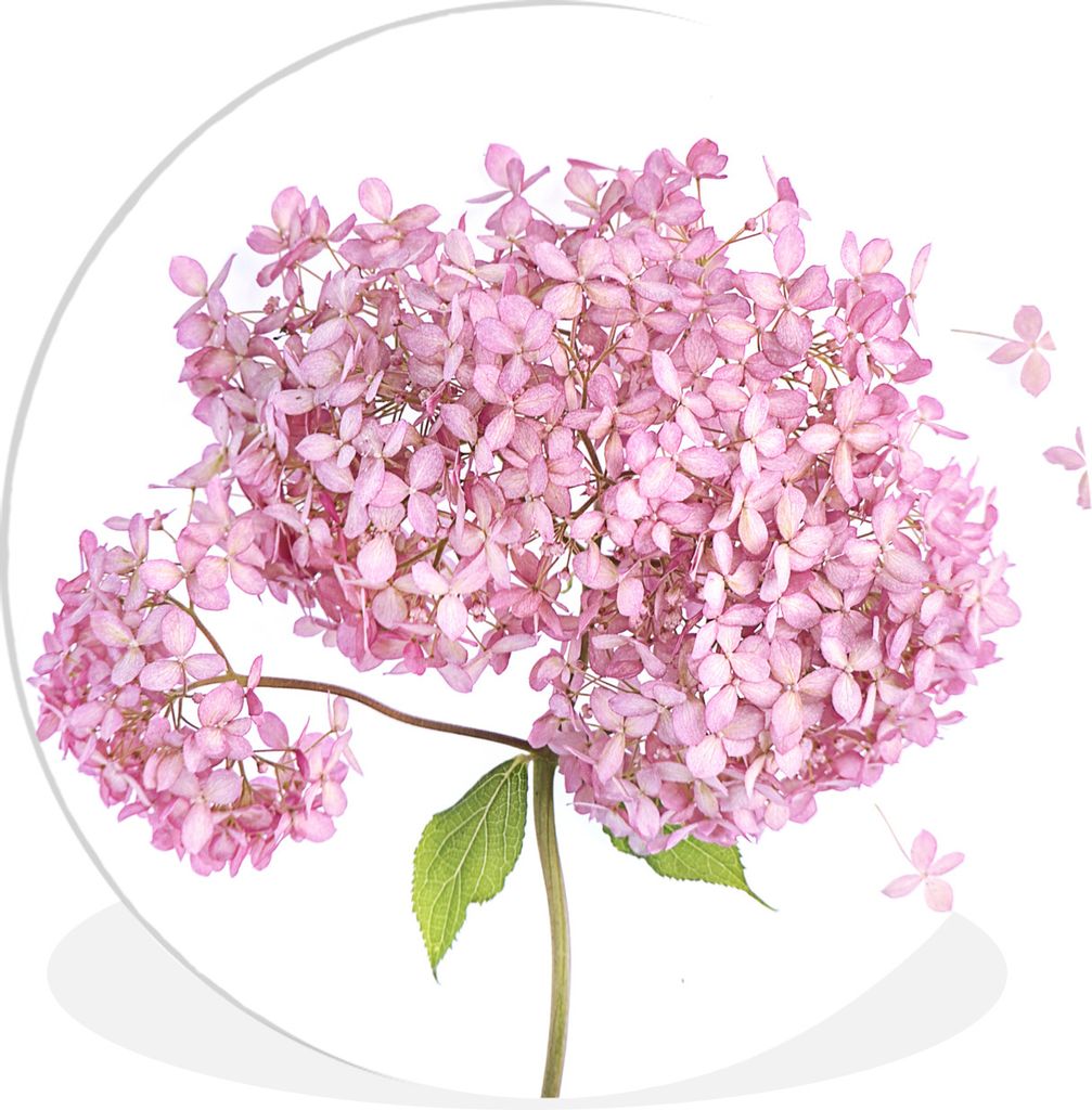 MuchoWow Rundes Wandbild - Runde Bilder Nahaufnahme Hortensie auf weißem Hintergrund Ø 30 cm Kreis Wanddekoration Kunststoff - Wandkreis - Wand...
