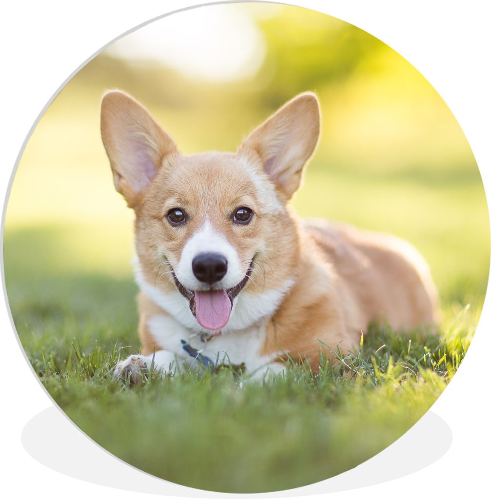 MuchoWow Rundes Wandbild - Runde Bilder Welsh Corgi Welpe Ø 90 cm Kreis Wanddekoration Kunststoff - Wandkreis - Wandschmuck - Wand-Kreis - Wohnz...