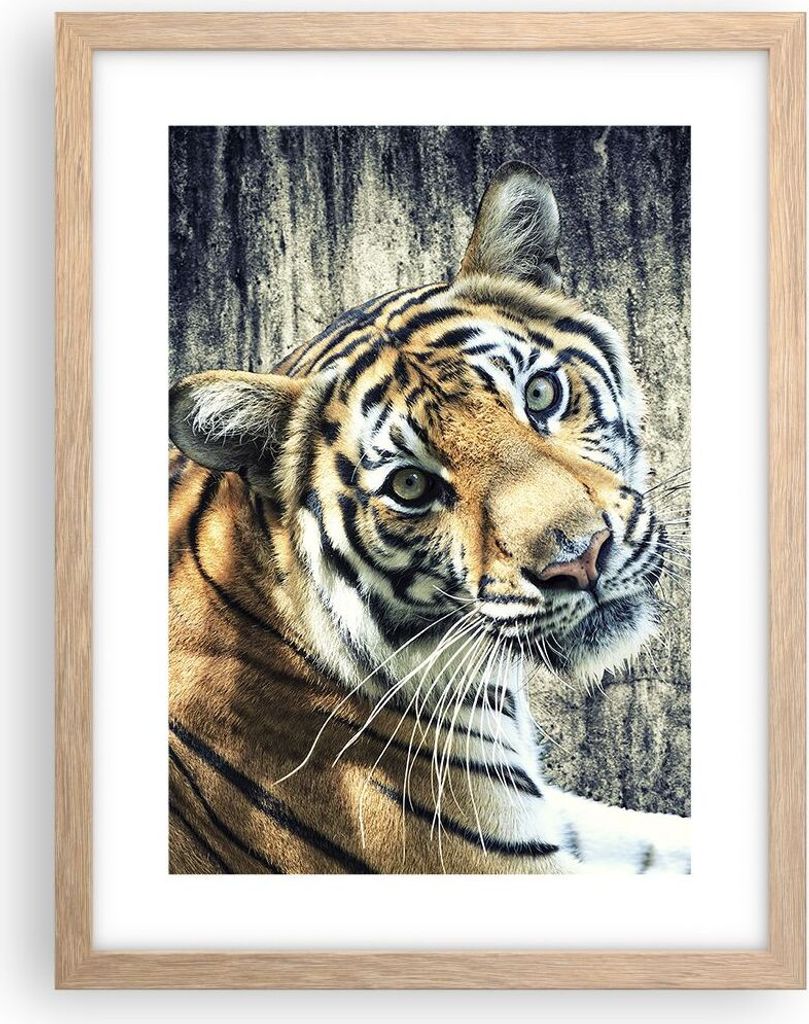 Gerahmtes Poster - Rahmen in heller Eiche - Indien stein tiger wild - 30x40 cm - Wand Bild - Wanddeko - Wandbilder - Wandposter - Bilderrahmen - Bi...