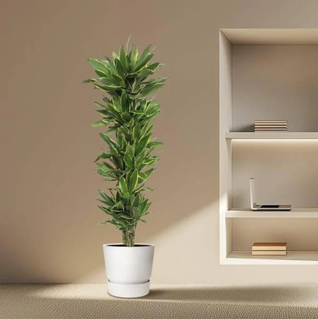 Plante d'intérieur increvable 200 cm Dracaena - Déco facile sans effort