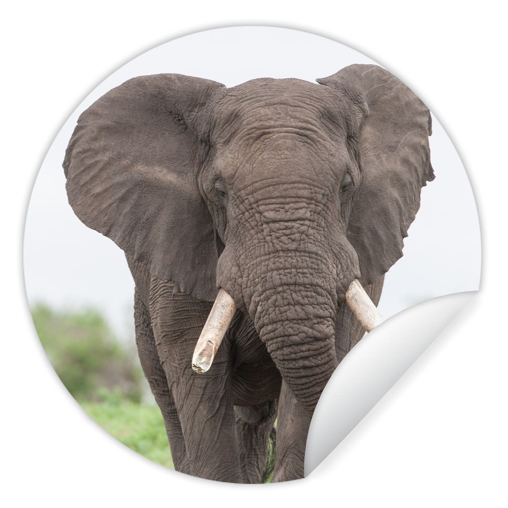 MuchoWow Runde Wandtattoo - Wandsticker Tapete Aufkleber Elefant - Tiere - Gras - Natur Ø 100 cm Selbstklebend und Repositionierbar - Wandaufkle...