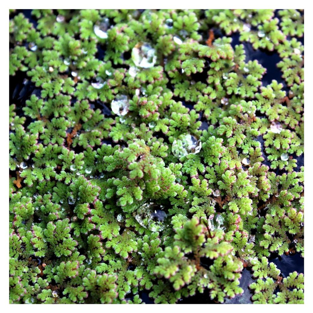 Azolla filiculoides – Großer Algenfarn – Feenmoos | Produktbild 