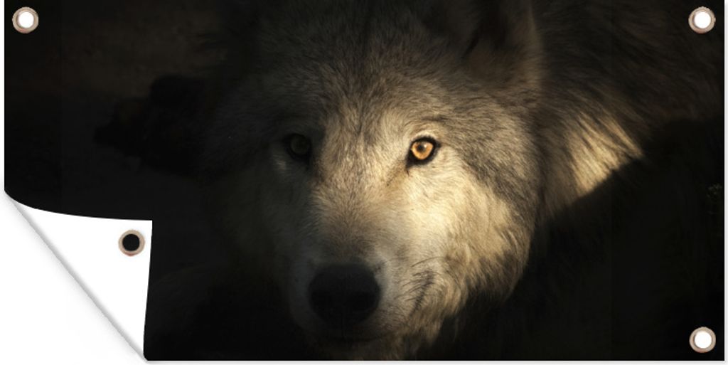 MuchoWow 160x80 cm Outdoor-Poster Gartendeko Sichtschutz Garten Poster für den Garten Porträt eines arktischen Wolfs