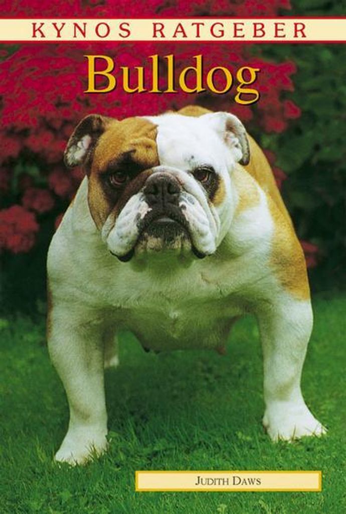 Bulldog | Judith Daws