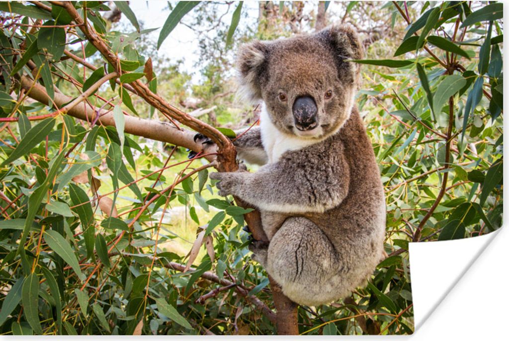 MuchoWow Poster Koala - Baum - Blätter - Kinder - Jungen - Mädchen 30x20 cm - Plakate - Print