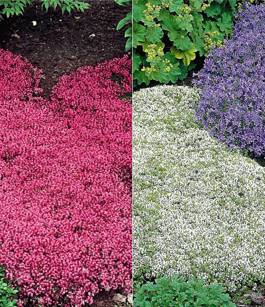A split image showing two different types of ground cover plants, one pink and one white, with green foliage in the background.