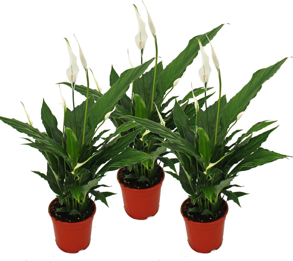 Spathiphyllum "Sweet Chico" - 12cm kvetiná? - sada 3 Obrázok produktu 