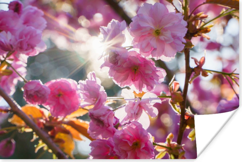 MuchoWow Poster Sakura - Sonne - Frühling 180x120 cm - Fotoplakat