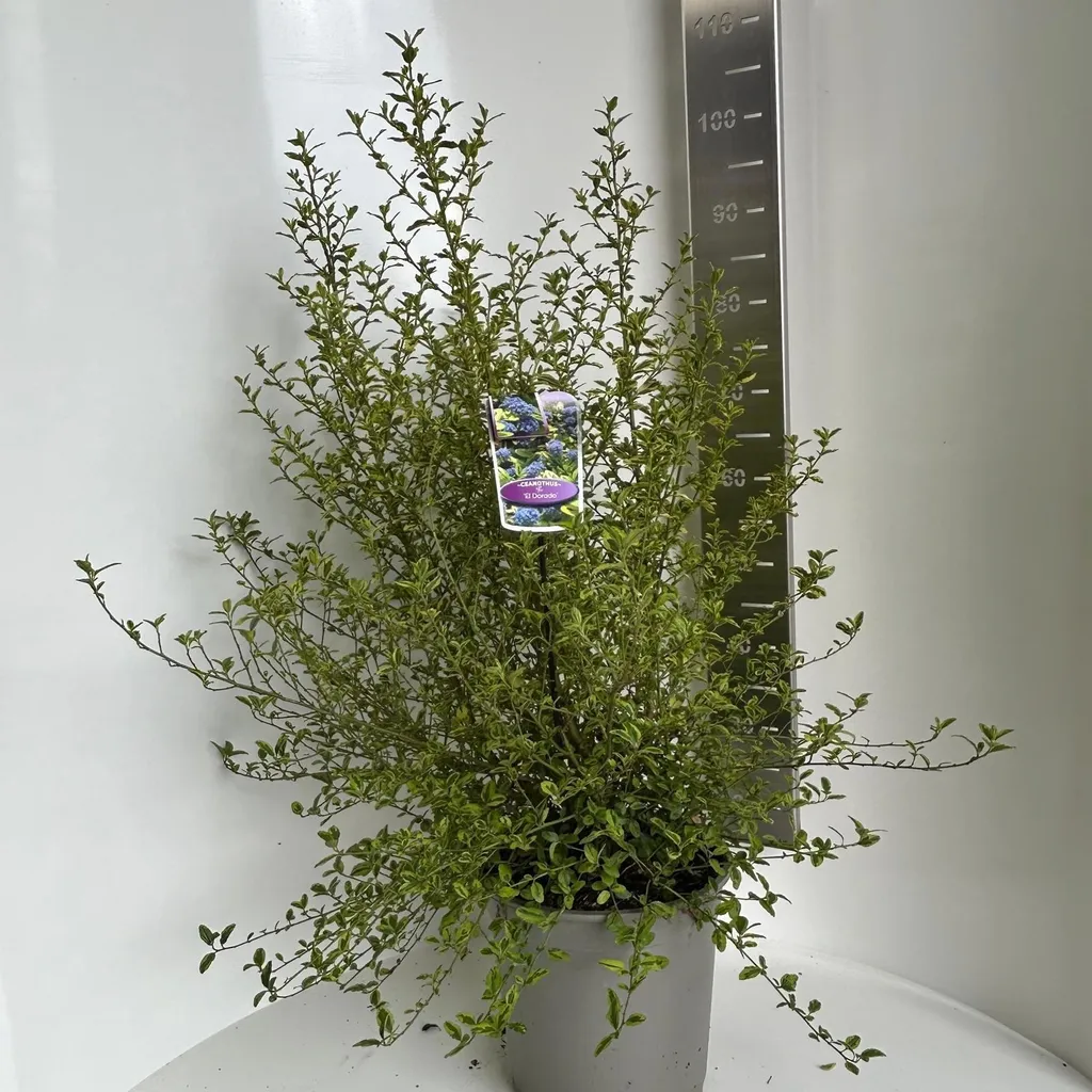 Arbuste de haie persistante Ceanothus El Dorado 80-90 cm jardin