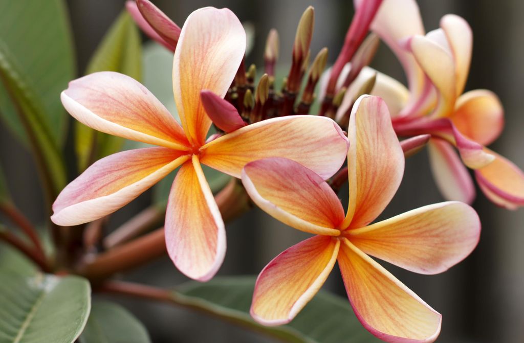 hansepuzzle 103822 - Plumeria Puzzle, 500 Teile, Natur, 46,0 x 30,0cm mit hochwertiger Aufbewahrung, Kartonbox und wiederverschließbarem Beutel
