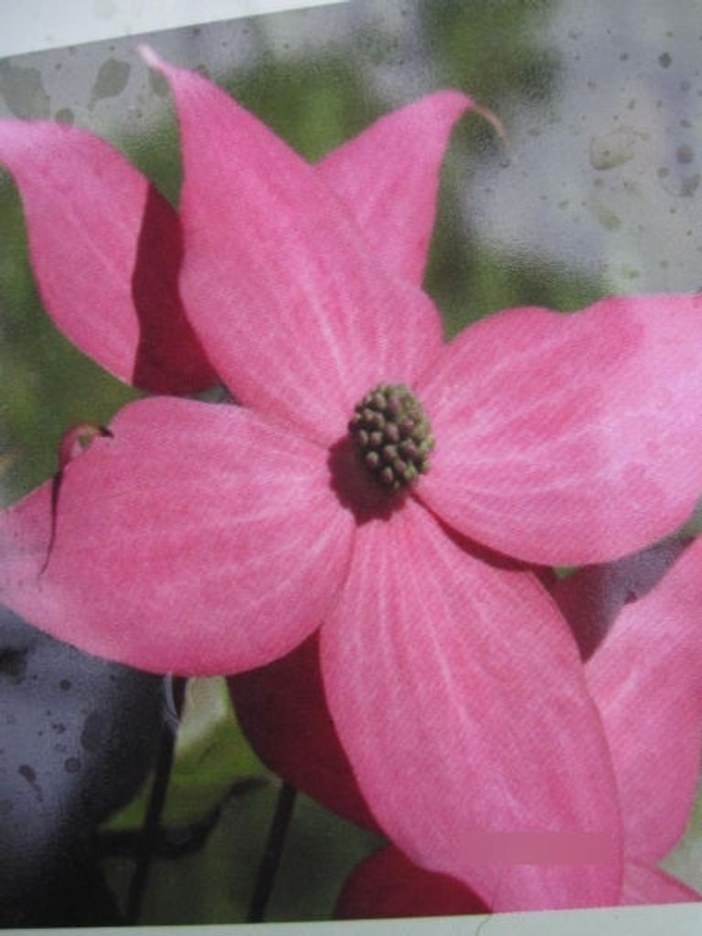 Japanischer Blumenhartriegel Scarlet Fire - Cornus kousa Scarlet Fire - 100-120cm