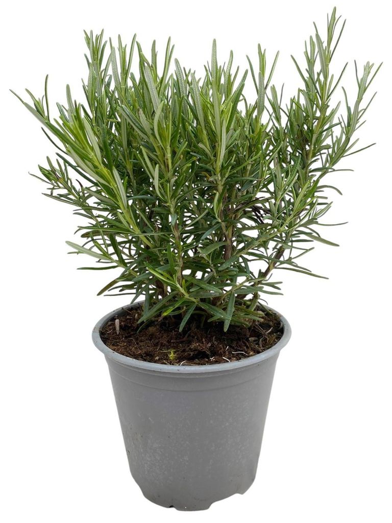 Rosmarin XXL Kräuterpflanze für Küche und Balkon, 30 cm hoch, 14 cm Topf