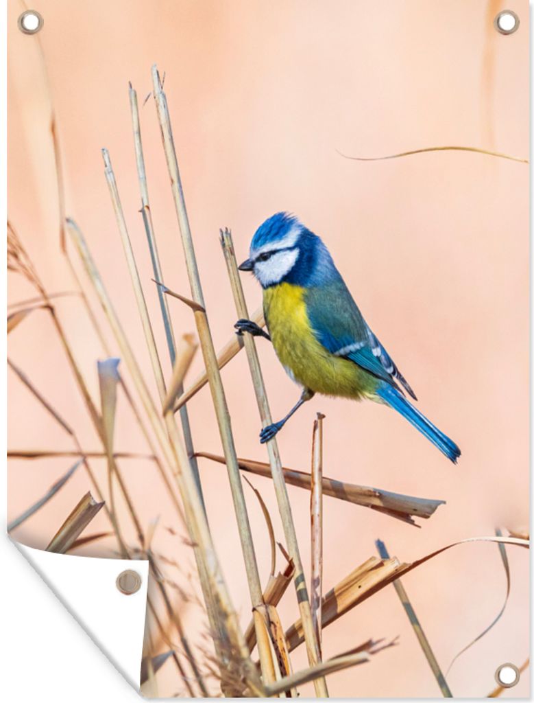 MuchoWow 60x80 cm Outdoor-Poster Gartendeko Sichtschutz Garten Poster für den Garten Vogel - Blaumeise - Schilf