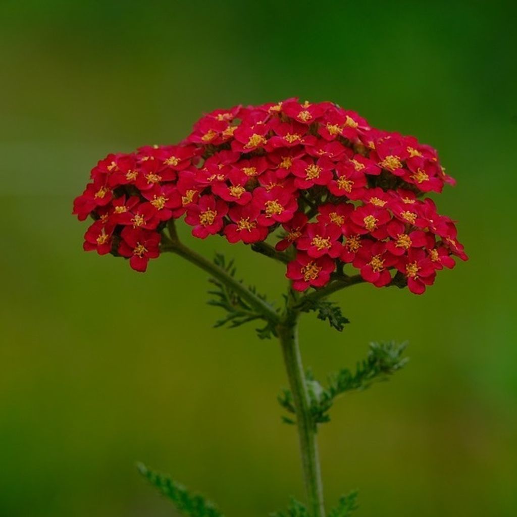 6 x Achillea mil.  - Achillea millefolium 'Saucy Produktbild 