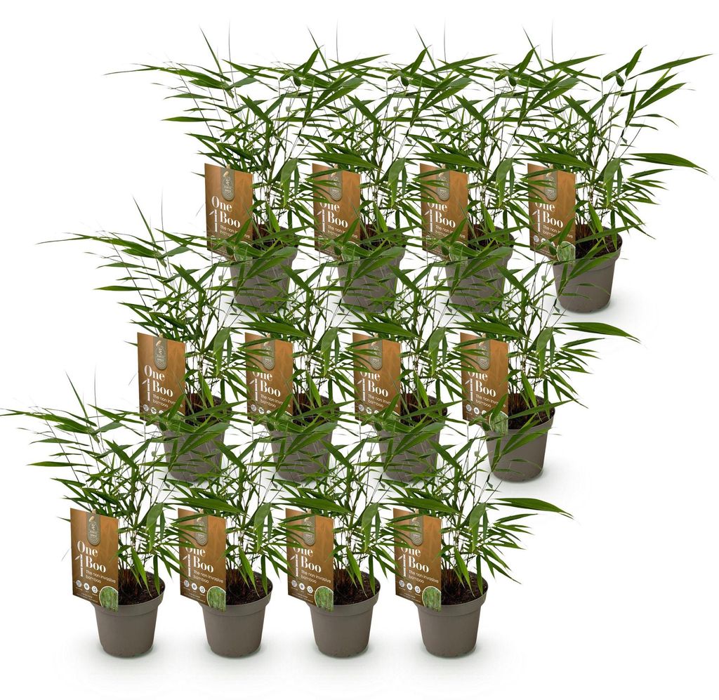 Green boutiQ - Bamboe - Fargesia Asian Wonder - Bladhoudend Image du produit 