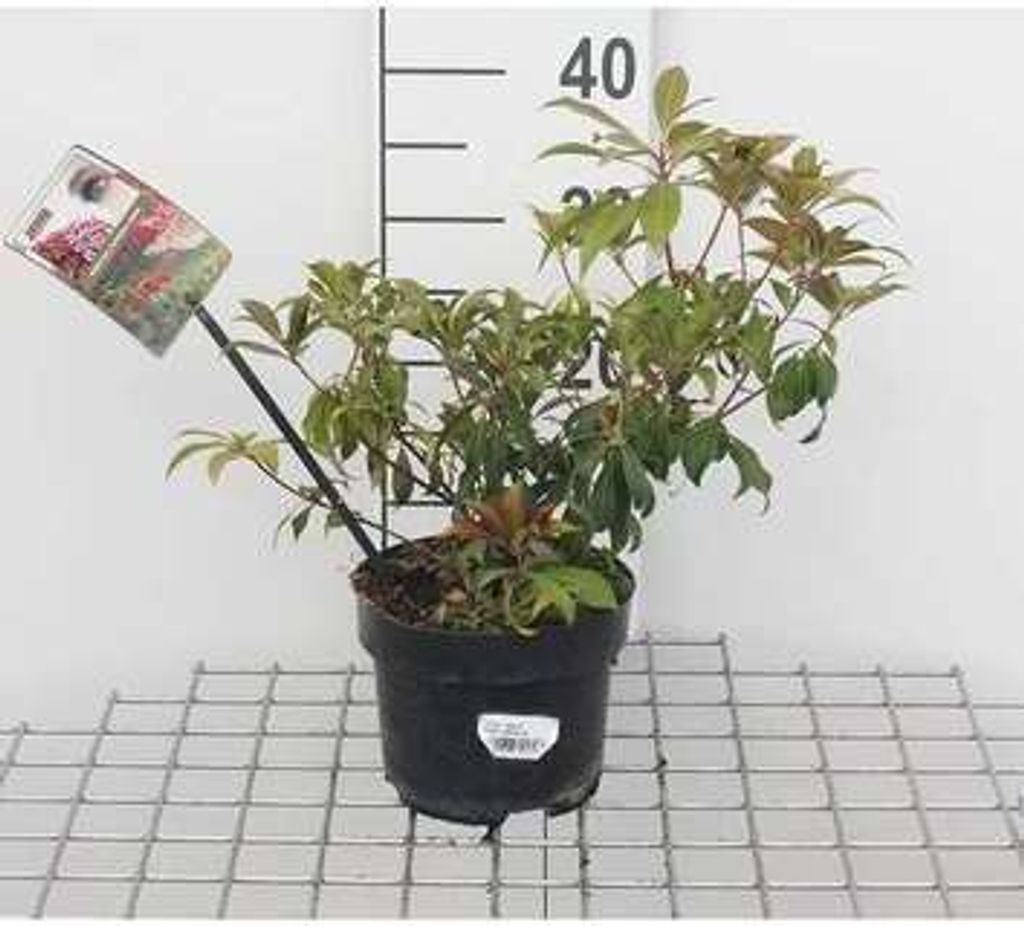 Pieris jap. 'Katsura' - Japanische Lavendelheide Katsura 20- 30 cm - Container