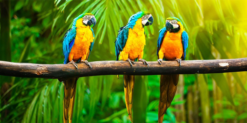 Tulup Leinwandbild - 120x60 cm - Wandkunst - Drucke auf Leinwand - Leinwanddruck - Tiere - Mehrfarbig - Papageien auf Ast