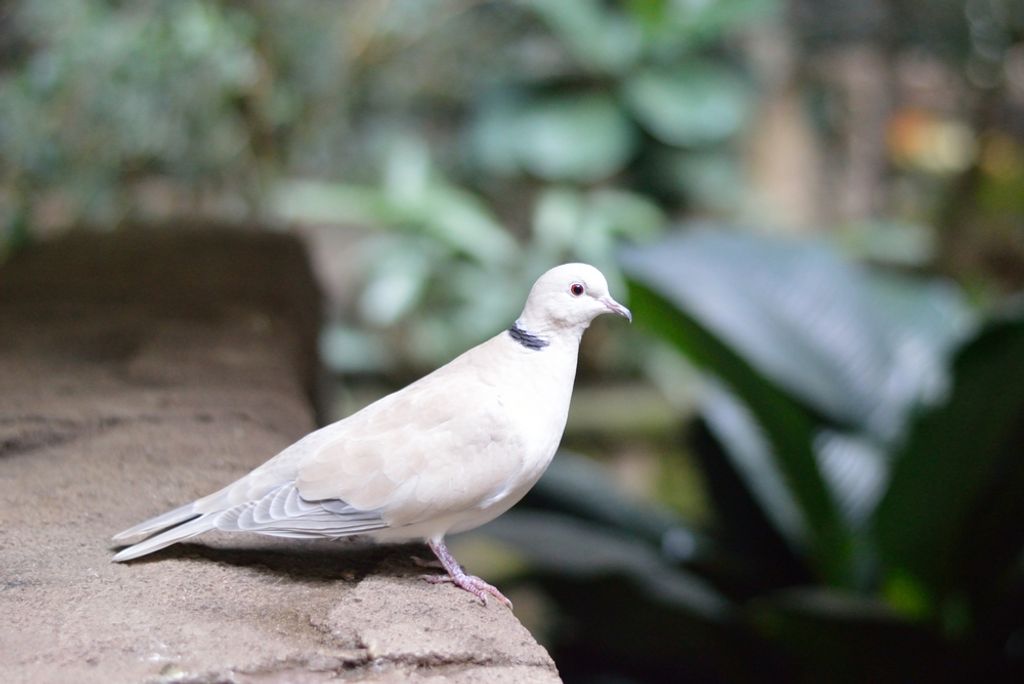 hansepuzzle 53302 - Taube Puzzle, 2000 Teile, Tierwelt, 90,0 x 60,0cm mit hochwertiger Aufbewahrung, Kartonbox und wiederverschließbarem Beutel