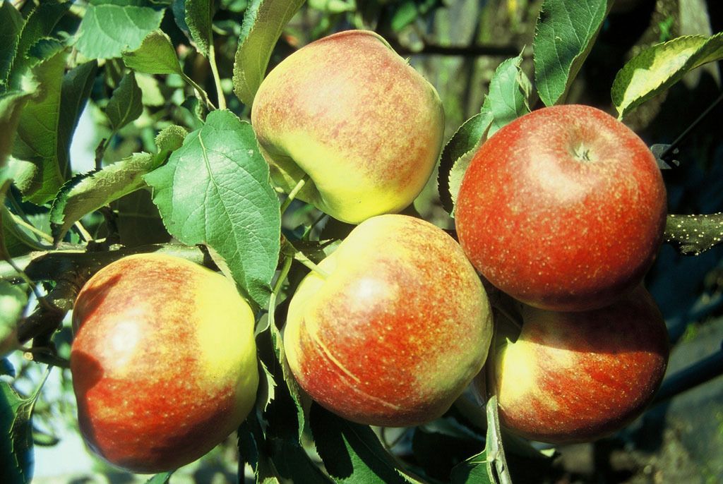 Apfelbaum Jonagold Winterapfel Zwergbaum 80-120 cm M9