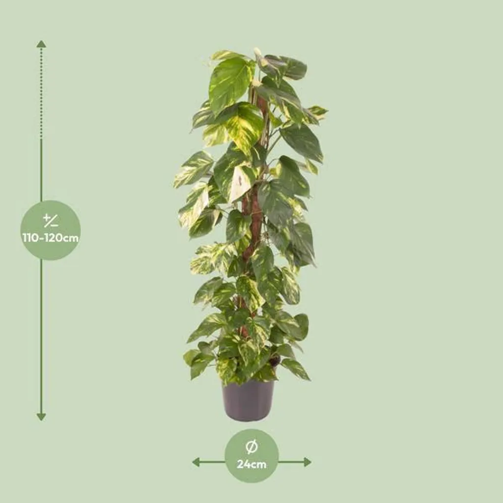 Lierre des Indes Epipremnum 120cm : la plante verte increvable et haute
