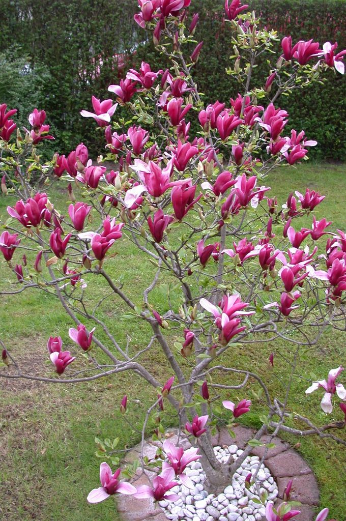 Magnolia liliflora Susan, Größe: 140-150 cm – Rote Tulpen-Magnolie winterhart – große Pflanze im Topf, mehrmals blühend