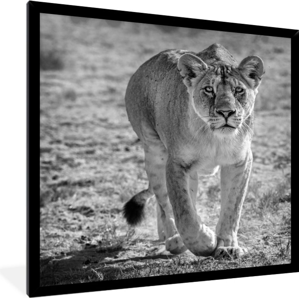 MuchoWow MuchoWow Gerahmtes Poster Löwe - Schwarz - Weiß 40x40 cm - Poster mit zchwarzem Bilderrahmen - Mit Rahmen - Wanddekoration Schlafzimmer