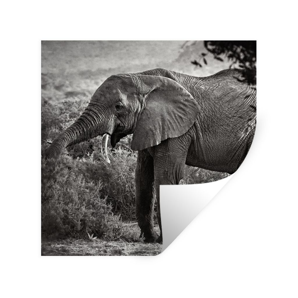 MuchoWow Wandtattoo Wandsticker Wandaufkleber Elefant - Tiere - Bäume - Schwarz - Weiß 100x100 cm Selbstklebend und Repositionierbar - Wierderv...