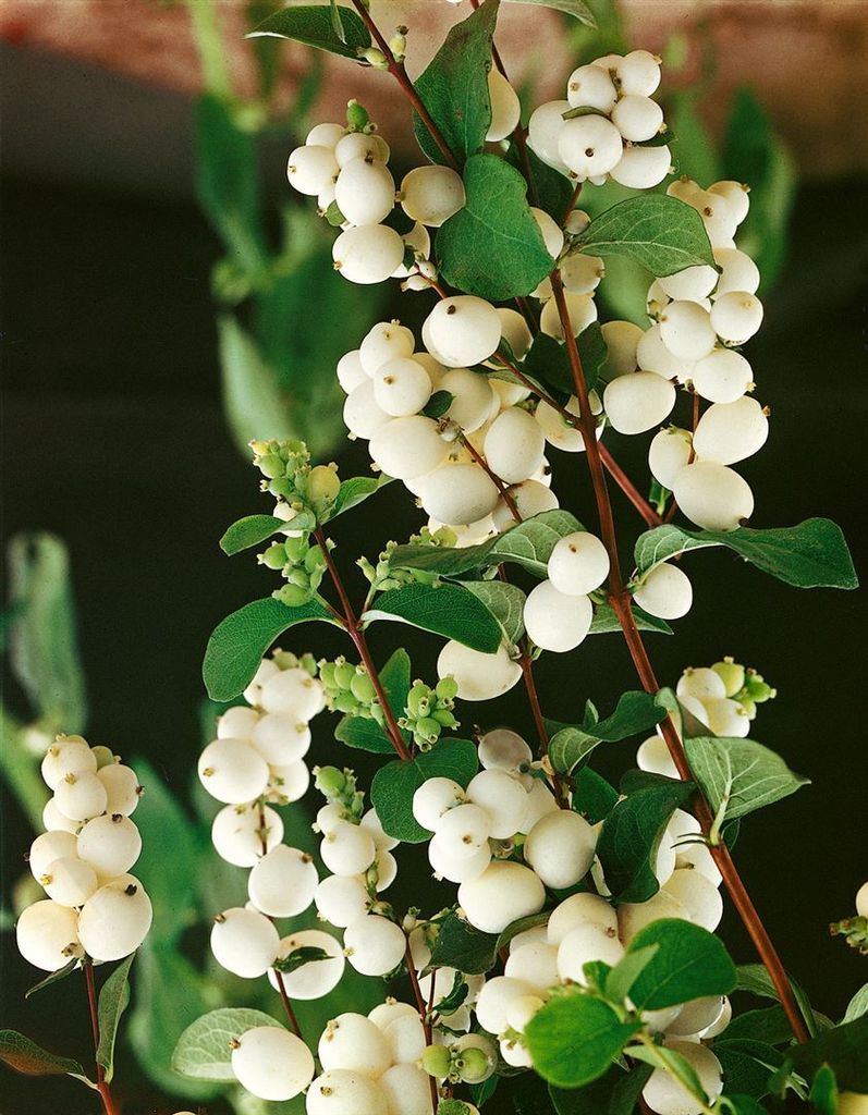 Symphoricarpos albus laevigatus, Schneebeere, weiß, 40–60 cm