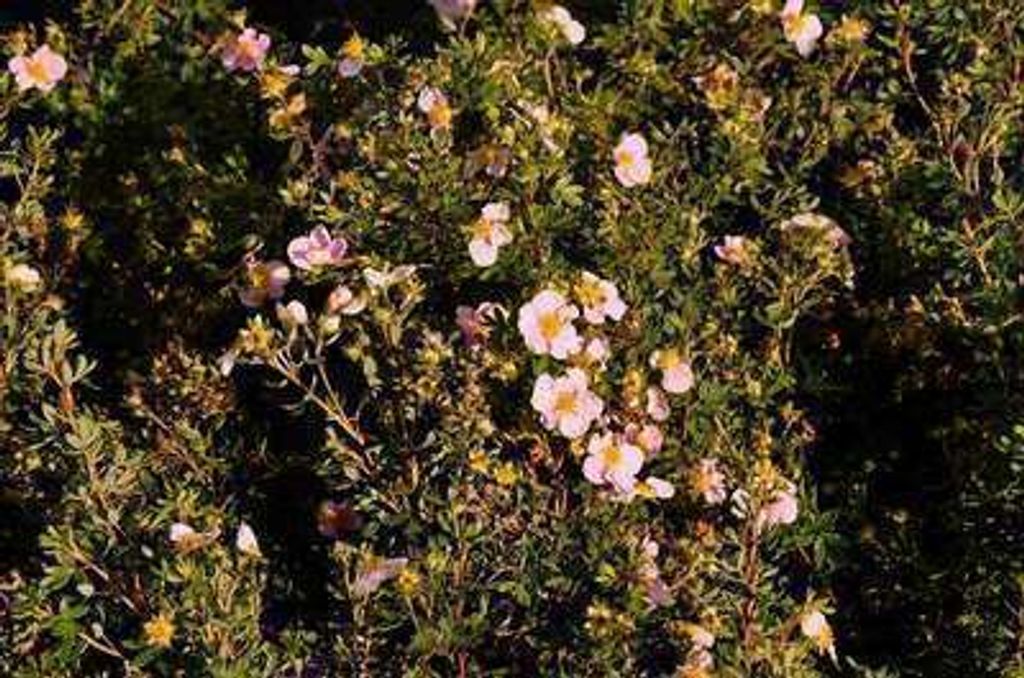 Potentilla frut. 'Princess' ('p. queen/blink') - Fingerstrauch 20- 25 cm - Container