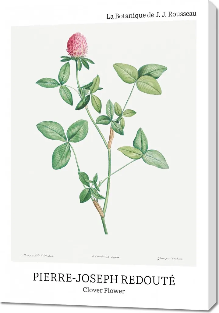 Offerta Quadro 70x100 Redouté Clover Flower per Salotto Classico