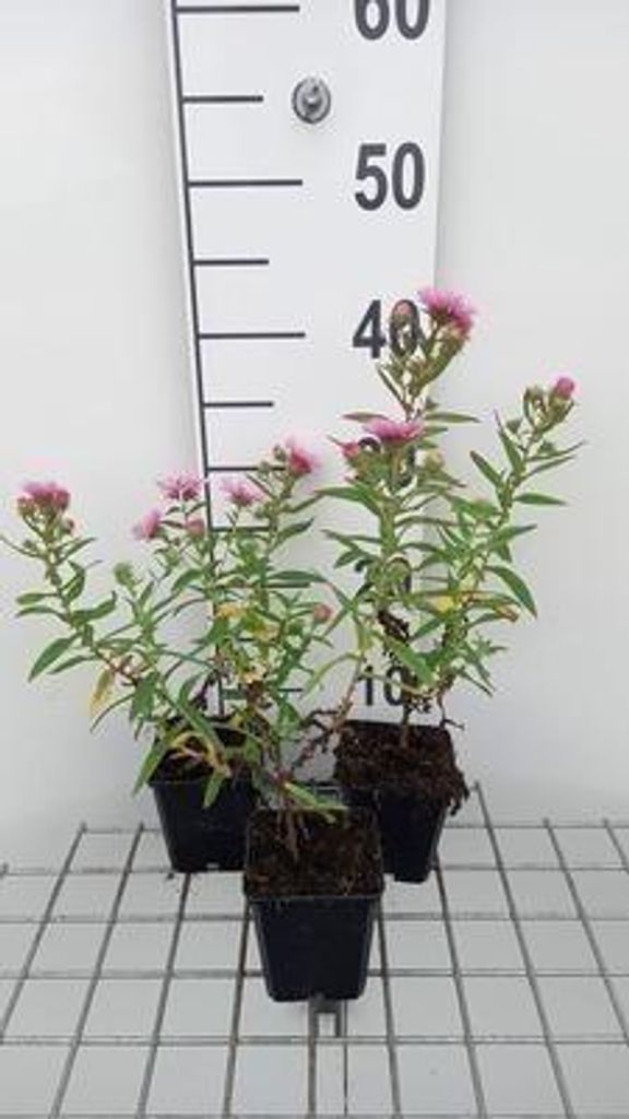 6 x Aster n.-a. 'Rudelsburg' - Herbstaster - Topf 9 x 9 cm