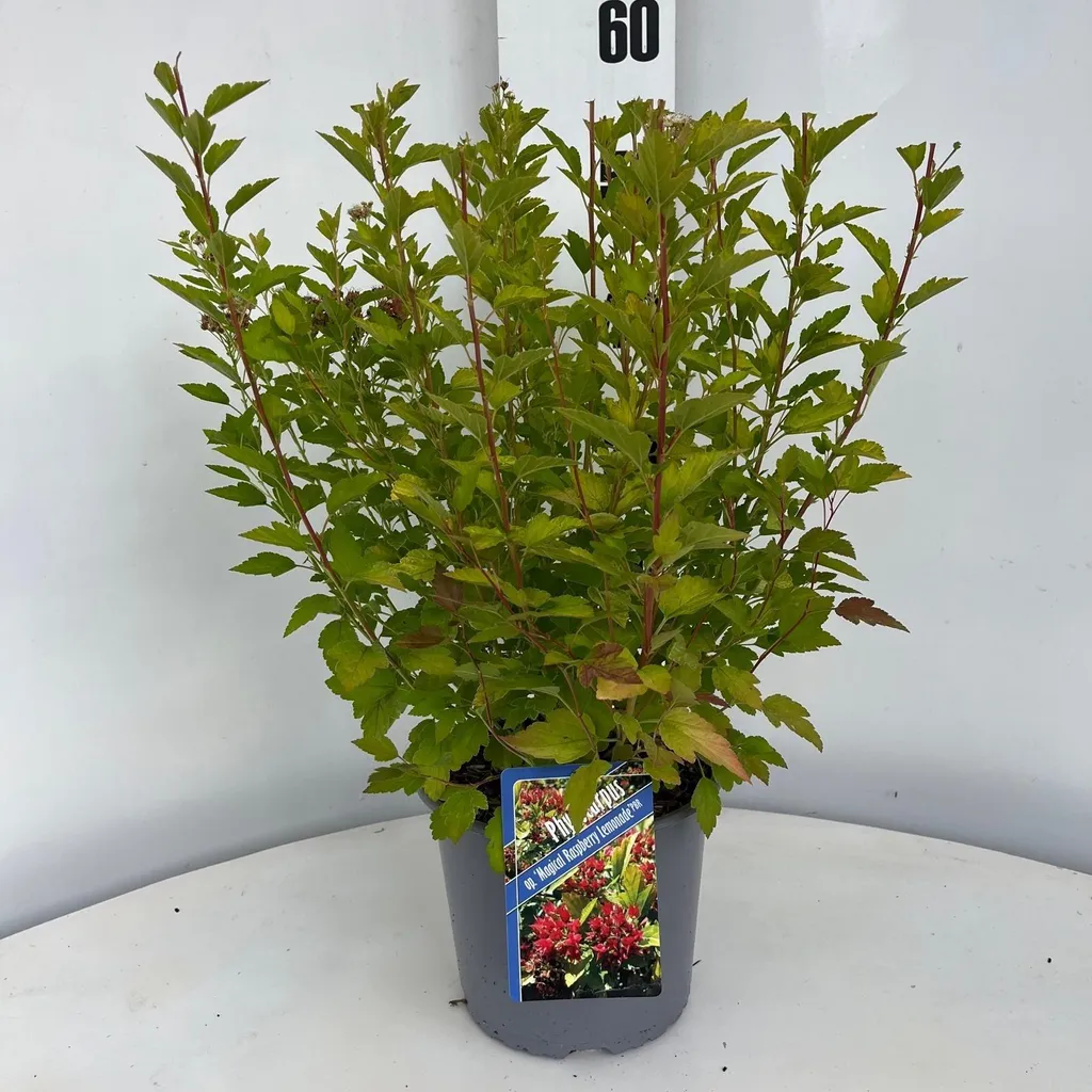 Physocarpus Raspberry Lemonade feuillage jaune et rose pot de 25-30 cm