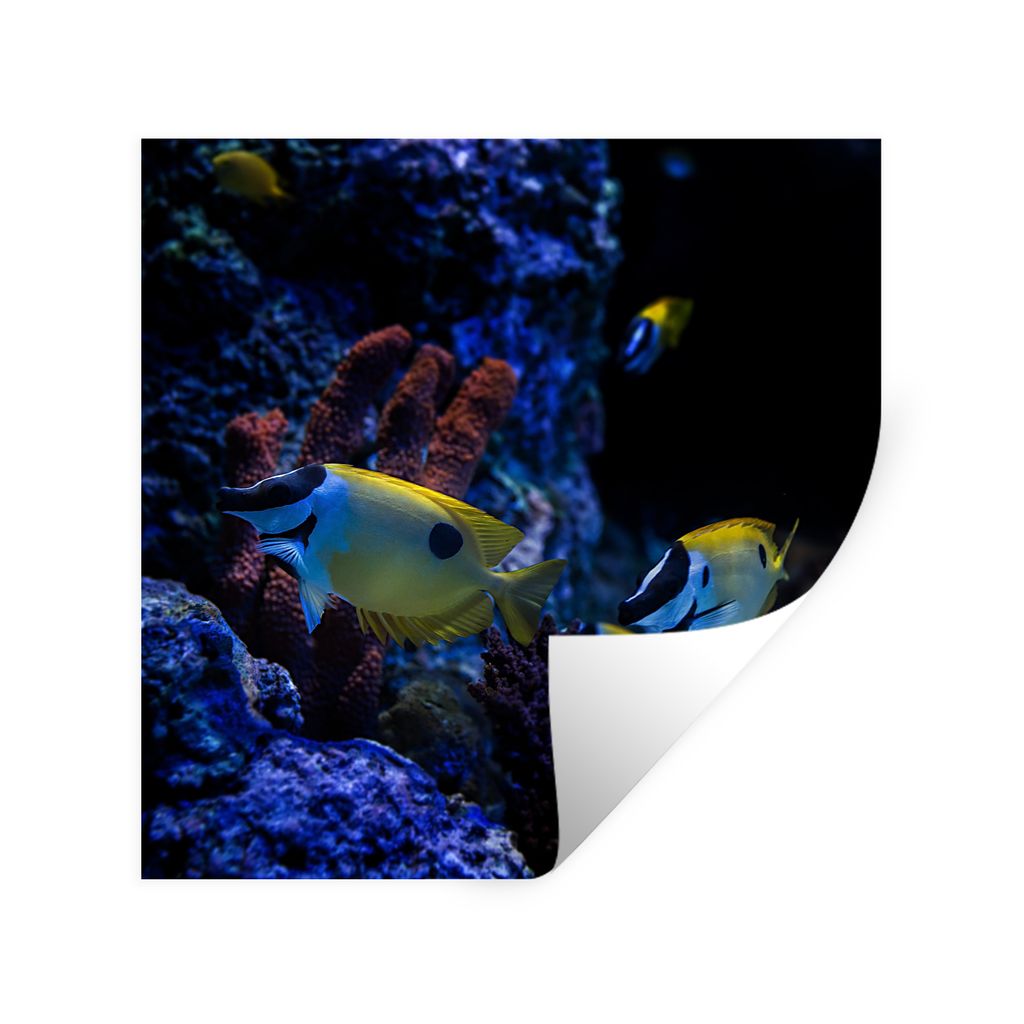 MuchoWow Wandtattoo Wandsticker Wandaufkleber Aquarienfische in einem Aquarium in Singapur. 80x80 cm Selbstklebend und Repositionierbar - Wierder...