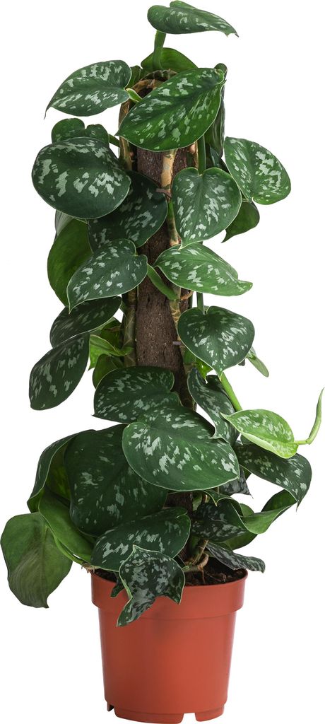 Dehner Gefleckte Efeutute, Scindapsus pictus Argyraeus, Produktbild 