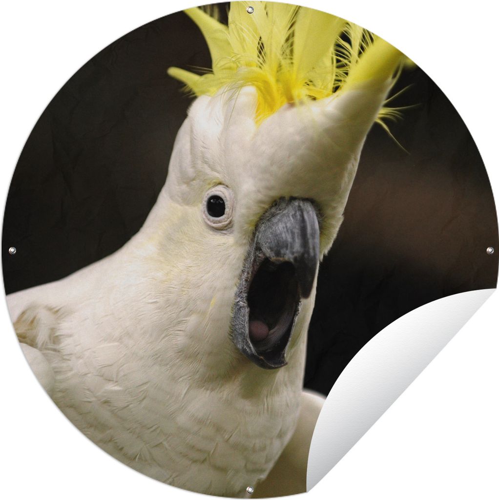 MuchoWow Gartenposter Outdoor-Poster Rund Ein weißer Kakadu mit einem gelben Kamm Ø 90 cm Gartendeko Rundes Poster draußen
