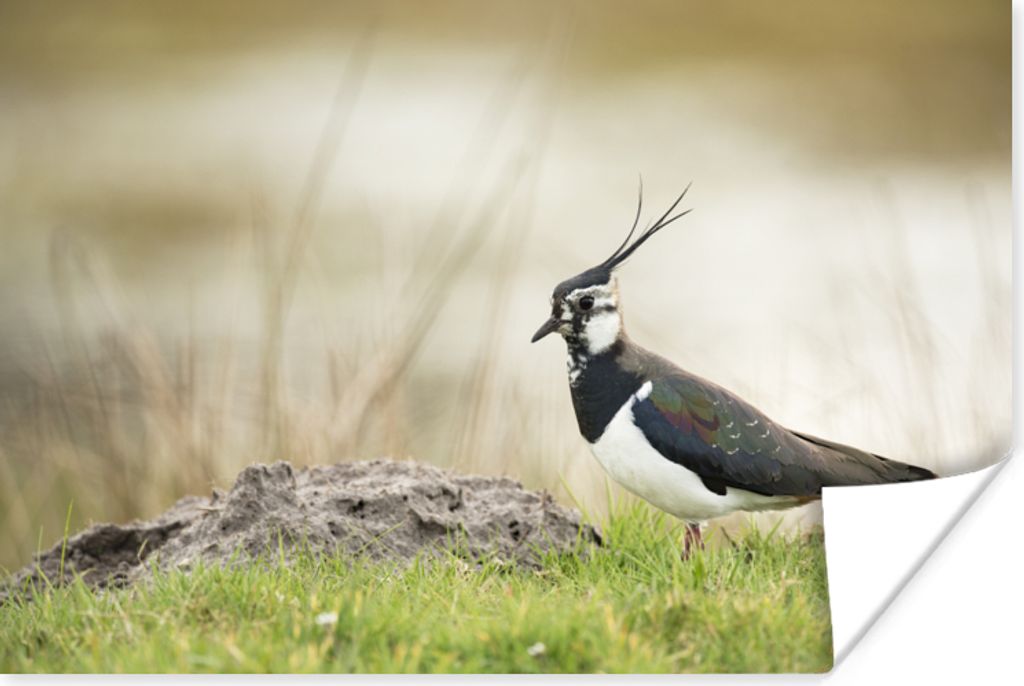 MuchoWow Poster Vogel - Gras - Tiere - Natur - Kiebitz 90x60 cm - Schlafzimmer