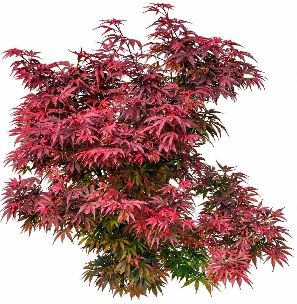 Roter Fächerahorn Acer Palmatum Shaina 80 - 100 cm Ahorn Produktbild 